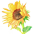 girasoli